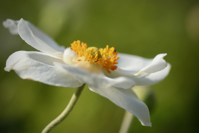 Enchanted Garden