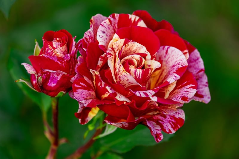 Rose Garden