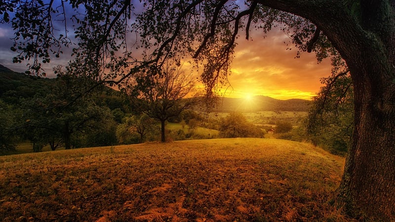 Enchanted Meadows
